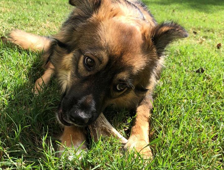 Preventive Dental Care