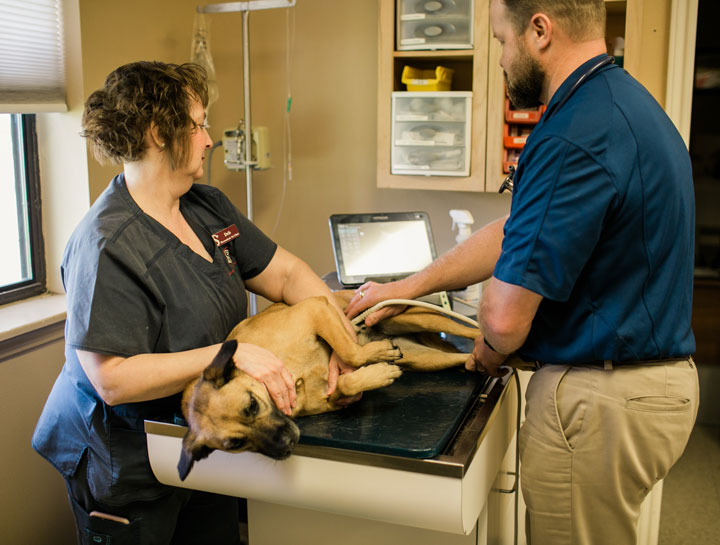 Veterinary Ultrasound